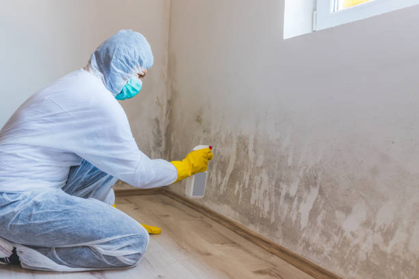 Licensed Commercial Mold Remediation service in Washington, NC - WQB Mold Removal